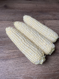 Насіння кукурудзи Вайт Туз F1 / White Tuz F1, 65-67 днів купити оптом і в роздріб в Україні за вигідною ціною