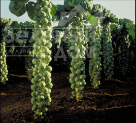 Насіння капусти брюссельської Долорес F1 / Dolores F1,150 днів купити оптом і в роздріб в Україні за вигідною ціною