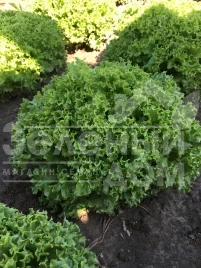 Семена салата Вили / Vili купить оптом и в розницу в Украине по выгодной цене