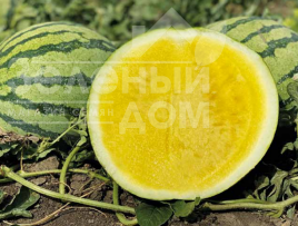 Насіння кавуна Нінфеа F1 / Ninfea F1 купити оптом і в роздріб в Україні за вигідною ціною