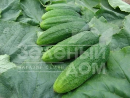 Семена огурцов Сантана F1 / Santana F1,47-50 дней купить оптом и в розницу в Украине по выгодной цене