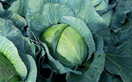 Насіння капусти білокачанної Тайсон F1 / Tayson F1 купити оптом і в роздріб в Україні за вигідною ціною