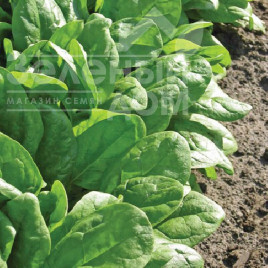 Насіння шпинату Кліппер F1 / Klipper F1 купити оптом і в роздріб в Україні за вигідною ціною