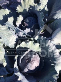 Семена капусты краснокочанной Редгард F1 / Redgard F1,130-135 дней купить оптом и в розницу в Украине по выгодной цене