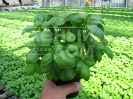 Базилік Маріан / Marian купити оптом і в роздріб в Україні за вигідною ціною