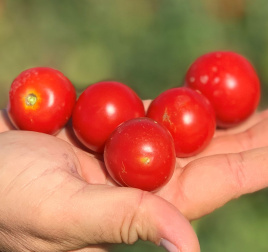 Насіння томатів Ламар F1 / Lamar F1, 110-120 днів купити оптом і в роздріб в Україні за вигідною ціною