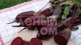 Насіння буряка Ренова / Renova, 125-130 днів купити оптом і в роздріб в Україні за вигідною ціною