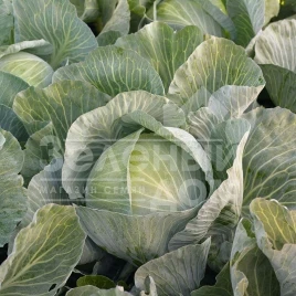 Семена капусты белокочанной Кеплер F1 / Kepler F1 купить оптом и в розницу в Украине по выгодной цене