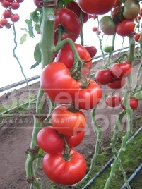 Семена томатов Мелодия F1 / Melodia F1,115-120 дней купить оптом и в розницу в Украине по выгодной цене
