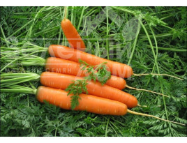 Насіння моркви Рубіна / Rubina ,100-110 днів купити оптом і в роздріб в Україні за вигідною ціною