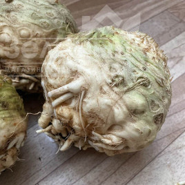 Насіння селери Вольт F1 / Volt F1 купити оптом і в роздріб в Україні за вигідною ціною