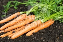 Семена моркови Император / Imperator купить оптом и в розницу в Украине по выгодной цене