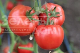 Семена томатов Розонет F1 / Rozonet F1 купить оптом и в розницу в Украине по выгодной цене