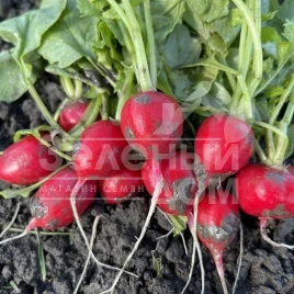 Семена редиса Цесар F1 / Cesar F1 купить оптом и в розницу в Украине по выгодной цене
