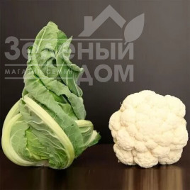 Насіння капусти цвітної Вайтон (Вітон) F1 / Viton F1,70-80 днів купити оптом і в роздріб в Україні за вигідною ціною