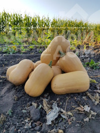 Насіння гарбуза Тіана F1 / Tiana F1,90-95 днів купити оптом і в роздріб в Україні за вигідною ціною