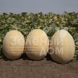 Семена дыни КС 6150 F1 / KS 6150 F1,70-75 дней купить оптом и в розницу в Украине по выгодной цене