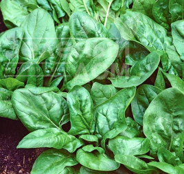 Насіння шпинату Матадор / Matador купити оптом і в роздріб в Україні за вигідною ціною