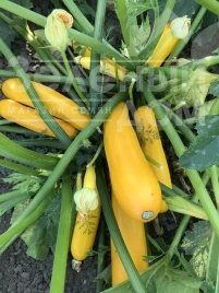 Кабачок Эклер F1 (PL 6010) / Ekler F1 (PL 6010), 45 дней купить оптом и в розницу в Украине по выгодной цене