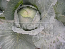 Семена капусты белокочанной Кентавр F1 / Kentavr F1,130-145 дней купить оптом и в розницу в Украине по выгодной цене