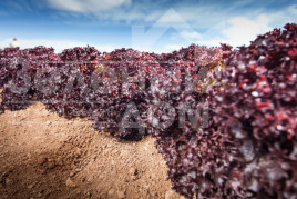 Насіння салату Сенсібель / Cencibel купити оптом і в роздріб в Україні за вигідною ціною