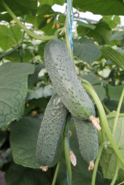 Семена огурцов Балкан F1 / Balkan F1,35-40 дней купить оптом и в розницу в Украине по выгодной цене