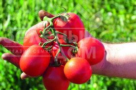 Насіння томатів Едімар F1 / Edimar F1,75-80 днів купити оптом і в роздріб в Україні за вигідною ціною