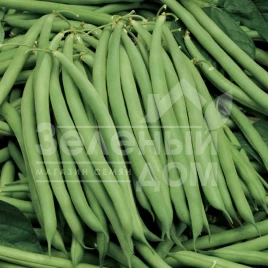 Семена спаржевой фасоли Серенгети / Serenheti купить оптом и в розницу в Украине по выгодной цене