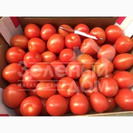 Семена томатов Энигма F1 / Enigma F1,110 дней купить оптом и в розницу в Украине по выгодной цене