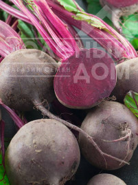 Насіння буряка Детройт / Detroit,100-110 днів купити оптом і в роздріб в Україні за вигідною ціною