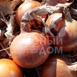 Лук репчатый Империос F1 / Imperios F1,115 дней купить оптом и в розницу в Украине по выгодной цене