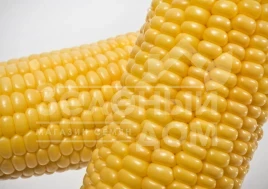 Семена кукурузы Мореланд (GSS 1453) F1 / Moreland  (GSS 1453) F1,83 дня купить оптом и в розницу в Украине по выгодной цене