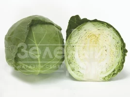 Семена капусты белокочанной Ортус F1 / Ortus F1,52-55 дней купить оптом и в розницу в Украине по выгодной цене