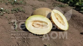 Семена дыни Маори F1 / Maori F1,70-72 дня купить оптом и в розницу в Украине по выгодной цене