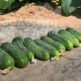 Семена огурцов Проскор F1 / Proskor F1 купить оптом и в розницу в Украине по выгодной цене