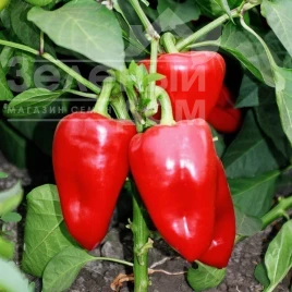 Семена сладкого перца Подарок Молдовы / Podarok Moldovy купить оптом и в розницу в Украине по выгодной цене