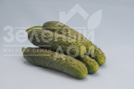 Насіння огірків Везунчик F1 / Vezunchik F1,40-45 днів купити оптом і в роздріб в Україні за вигідною ціною