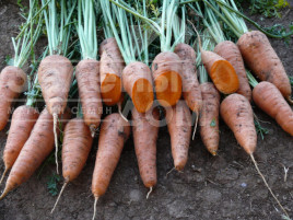 Насіння моркви Ред Коред / Red Kored,100-105 днів купити оптом і в роздріб в Україні за вигідною ціною