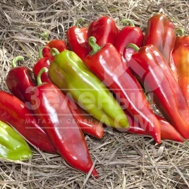 Семена сладкого перца КС 2458 F1 / KS 2458 F1 купить оптом и в розницу в Украине по выгодной цене