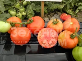 Семена томатов Арнольд (INX 1577) F1 / Arnold (INX 1577) F1,95-100 дней купить оптом и в розницу в Украине по выгодной цене