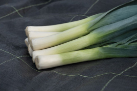Цибуля порей Осло F1 / Oslo F1 купити оптом і в роздріб в Україні за вигідною ціною