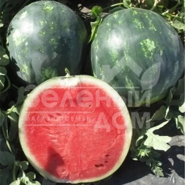 Семена арбуза Миди 4 колор F1 / Midi 4 color F1 купить оптом и в розницу в Украине по выгодной цене