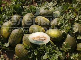 Насіння дині Алкарез F1 / Alcarez F1,75-85 днів купити оптом і в роздріб в Україні за вигідною ціною