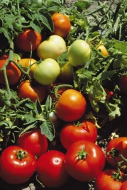 Семена томатов Лодджейн F1 / Lodzhejn F1,120 дней купить оптом и в розницу в Украине по выгодной цене