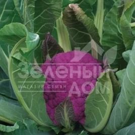 Семена капусты цветной Графити F1 / Grafiti F1,80-85 дней купить оптом и в розницу в Украине по выгодной цене