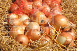 Цибуля ріпчаста Спеніш Медальон F1 / Spanish Medalions F1,90 днів купити оптом і в роздріб в Україні за вигідною ціною