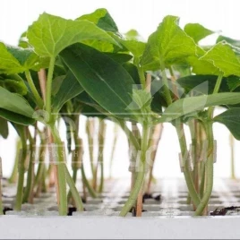 Семена подвоя Кобальт F1 / Kobalt F1 купить оптом и в розницу в Украине по выгодной цене