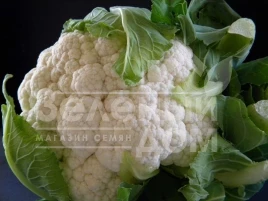 Семена капусты цветной Америго F1 / Amerigo F1,80-85 дней купить оптом и в розницу в Украине по выгодной цене