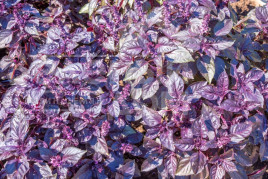 Насіння базиліка Ред Рубін / Red Rubin,34-40 днів купити оптом і в роздріб в Україні за вигідною ціною