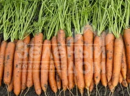 Семена моркови Карлано F1 / Carlano F1 купить оптом и в розницу в Украине по выгодной цене